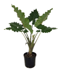 Portora Alocasia